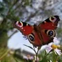 ____